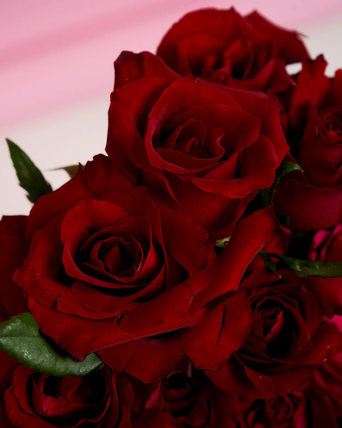 Red Hot Roses
